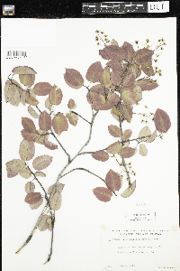 Amelanchier arborea x canadensis image
