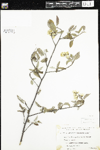 Amelanchier arborea x canadensis image