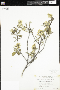 Amelanchier arborea x canadensis image