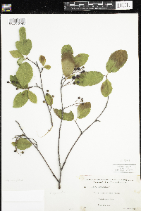 Amelanchier spicata image