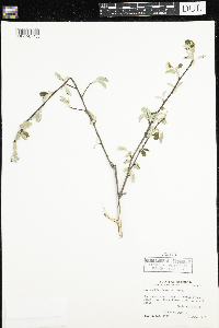 Amelanchier humilis image