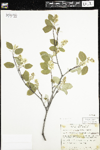 Amelanchier humilis image