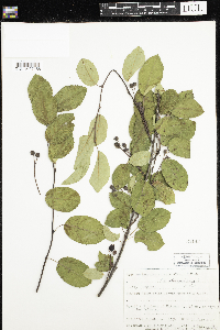 Amelanchier humilis image