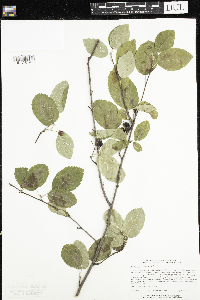 Amelanchier humilis image