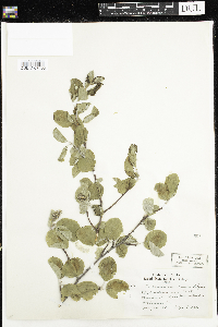 Amelanchier humilis image