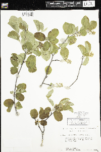 Amelanchier humilis image