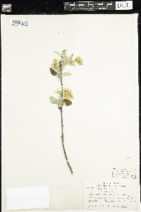 Amelanchier humilis image
