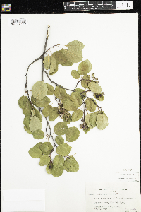 Amelanchier humilis image