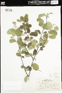 Amelanchier humilis image