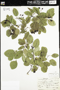 Amelanchier humilis image