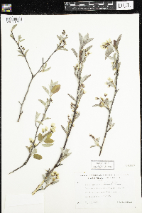 Amelanchier humilis image