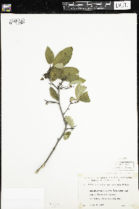 Media resource of Amelanchier humilis