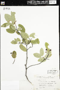 Amelanchier humilis image