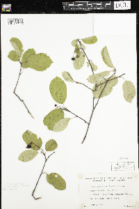 Amelanchier humilis image