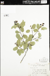 Amelanchier humilis image