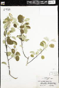 Amelanchier humilis image