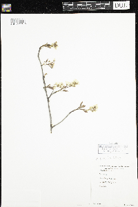 Amelanchier humilis image