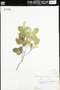 Amelanchier humilis image