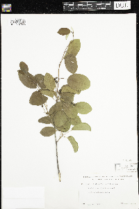 Amelanchier humilis image