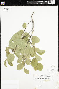 Amelanchier humilis image