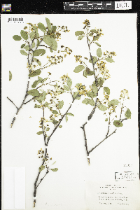 Amelanchier humilis image