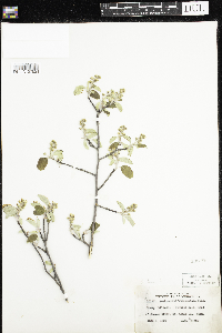 Amelanchier humilis image