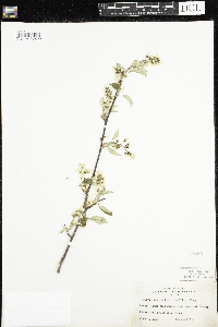 Amelanchier humilis image