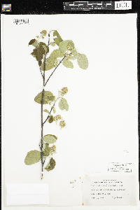 Amelanchier humilis image