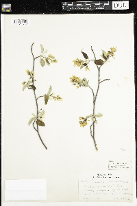 Amelanchier humilis image