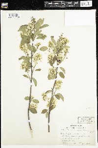 Amelanchier humilis image
