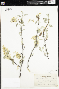 Amelanchier humilis image