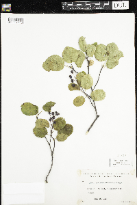 Amelanchier humilis image