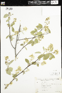 Amelanchier humilis image