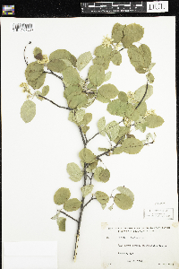 Amelanchier humilis image