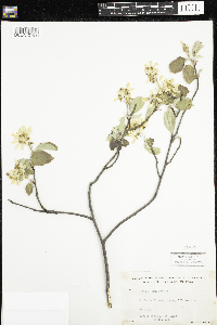 Amelanchier humilis image