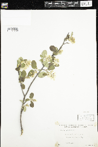 Amelanchier humilis image