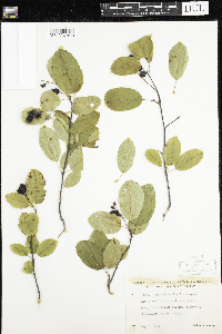 Amelanchier humilis image