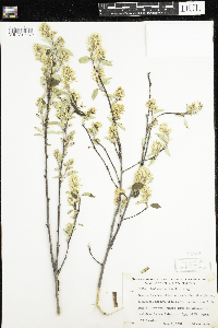 Amelanchier humilis image