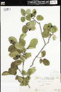 Amelanchier humilis image