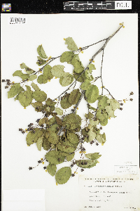 Amelanchier humilis image