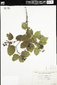 Amelanchier humilis image