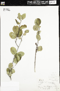 Amelanchier humilis image