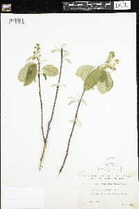Amelanchier humilis image