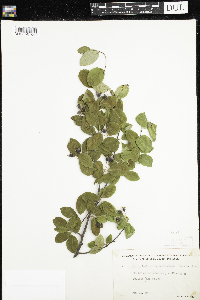 Amelanchier bartramiana image