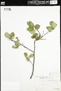 Amelanchier bartramiana image