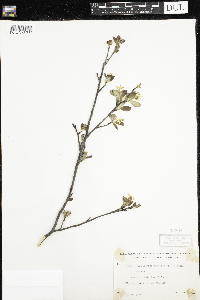 Amelanchier bartramiana image