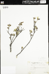 Amelanchier bartramiana image