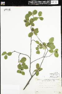 Amelanchier bartramiana image