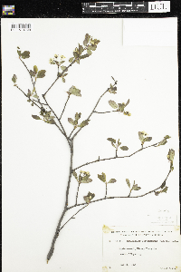 Amelanchier bartramiana image