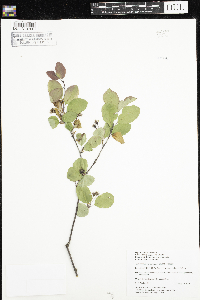 Amelanchier bartramiana image
